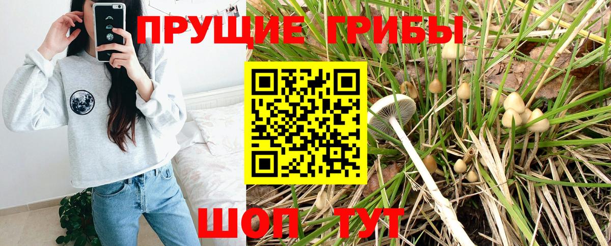 Псилоцибиновые грибы Psilocybine cubensis Сургут